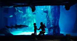London Aquarium, The  London Eye & Rover City Cruise Tickets